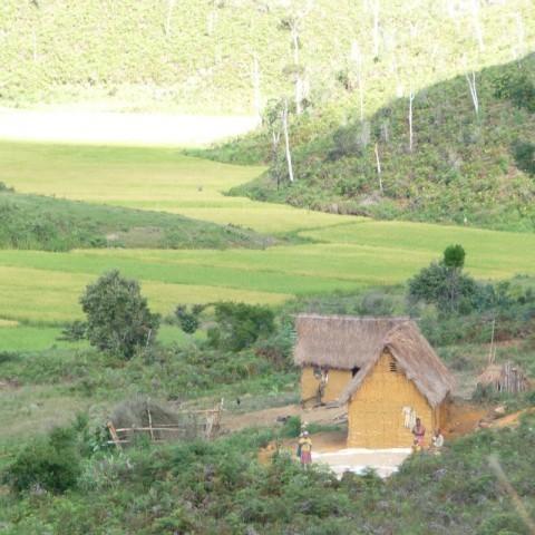Voatsiperifery pipirų augintojų namelis Madagaskare