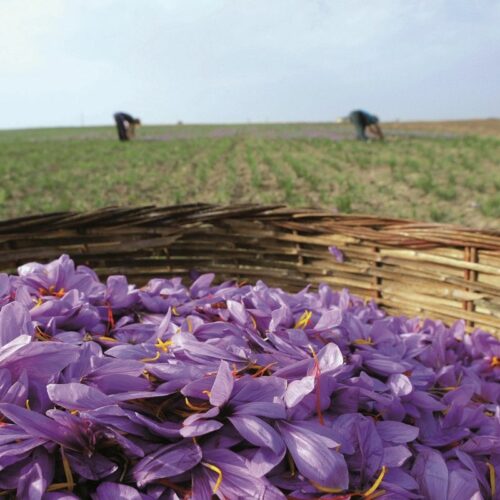 TERRE EXOTIQUE Šafrano piestelės