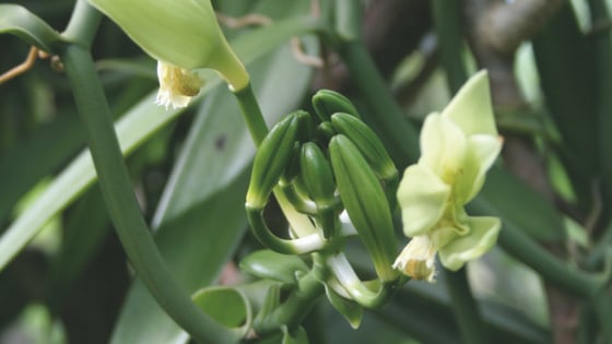 vaniles-orchidejos-ziedai
