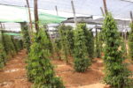 pipiru degustacija
