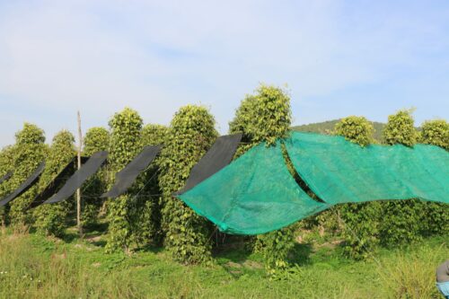 pipiru degustacija