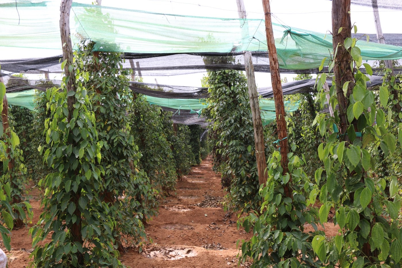 Pipirų plantacija — tiesioginis tiekimas restoranams