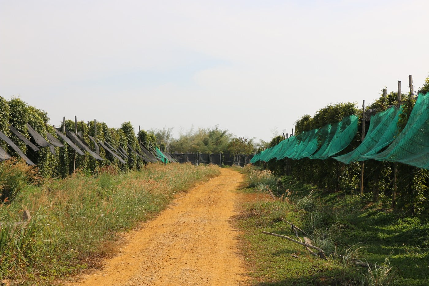 Pipirų plantacijos kelias Pietryčių Azijoje