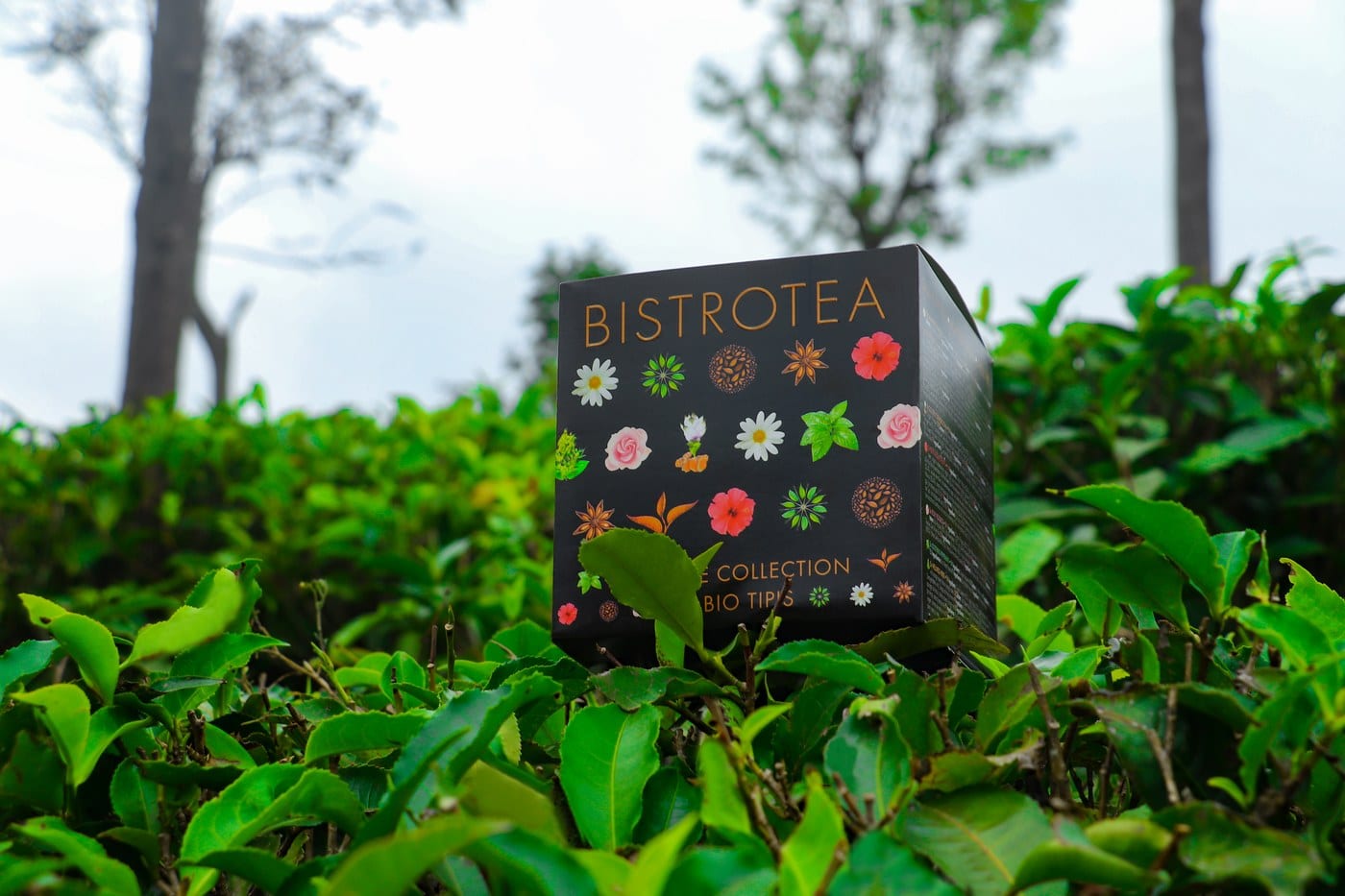 Bistrotea arbata Šri Lankos plantacijoje