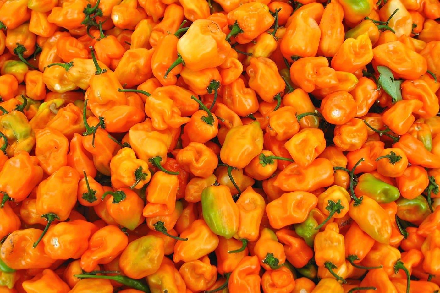 Oranžiniai habanero čili pipirai